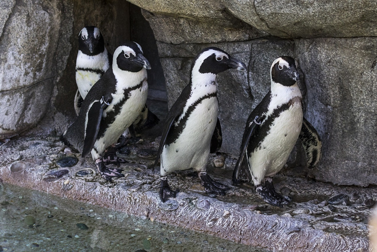 San Diego Zoo - Photo 1 of 12